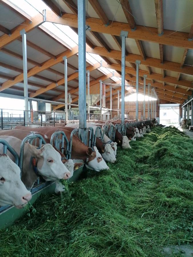 Woferlhof, Ferienhof Boxhorn Bobrach Ngoại thất bức ảnh